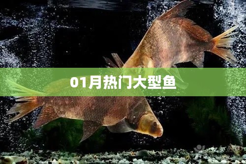 热门大型鱼盘点,一月不容错过!