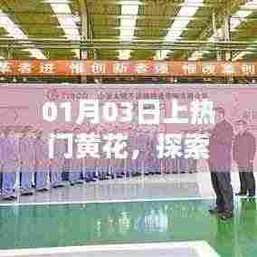 时尚潮流新篇章，黄花引领热门风潮