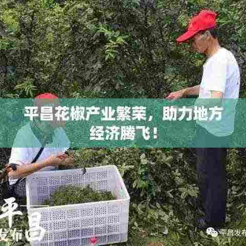 平昌花椒产业繁荣,助力地方经济腾飞!