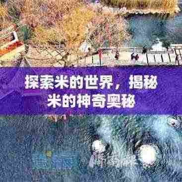 探索米的世界,揭秘米的神奇奥秘