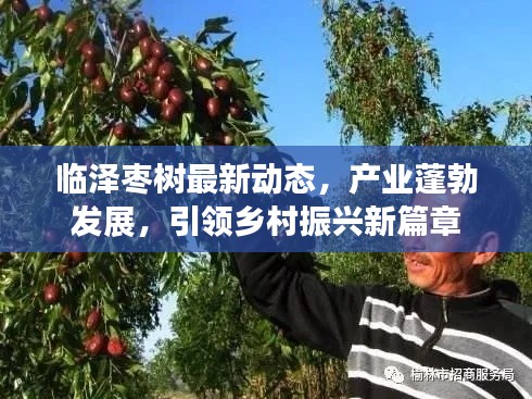 临泽枣树最新动态,产业蓬勃发展,引领乡村振兴新篇章