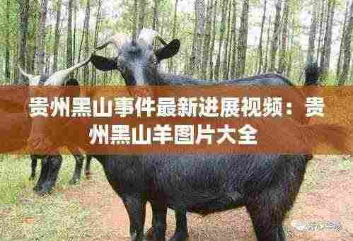 贵州黑山事件最新进展视频:贵州黑山羊图片大全