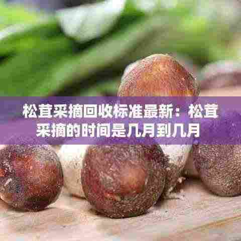 松茸采摘回收标准最新:松茸采摘的时间是几月到几月