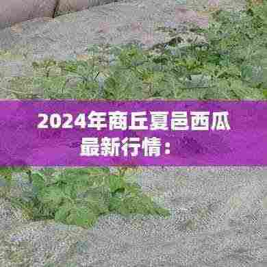 2024年商丘夏邑西瓜最新行情: