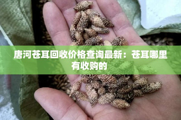 唐河苍耳回收价格查询最新:苍耳哪里有收购的