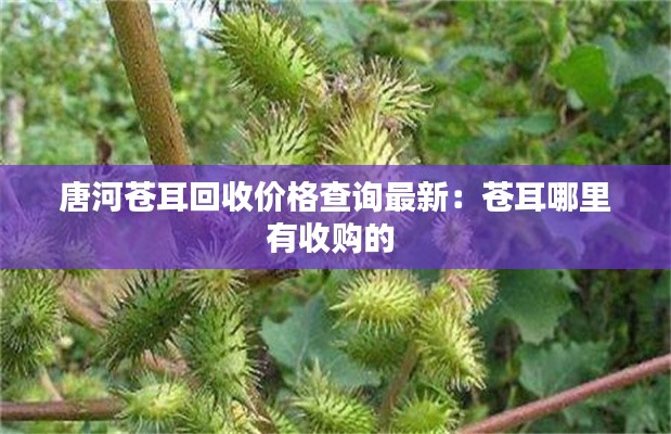 唐河苍耳回收价格查询最新:苍耳哪里有收购的