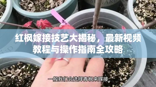 红枫嫁接技艺大揭秘,最新视频教程与操作指南全攻略