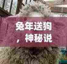 兔年送狗,神秘说法解析与最新图片解读