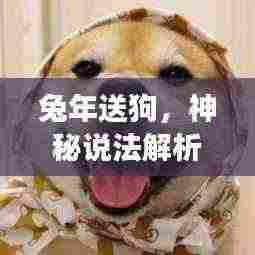 兔年送狗,神秘说法解析与最新图片解读