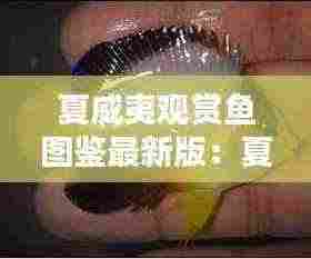 夏威夷观赏鱼图鉴最新版:夏威夷海水鱼