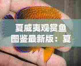 夏威夷观赏鱼图鉴最新版:夏威夷海水鱼