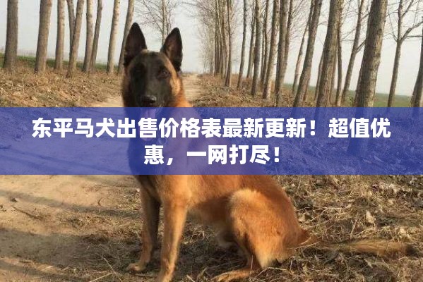 东平马犬出售价格表最新更新!超值优惠,一网打尽!