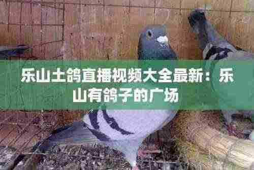 乐山土鸽直播视频大全最新:乐山有鸽子的广场