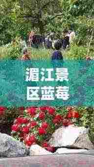 湄江景区蓝莓采摘时间最新:湄江风景