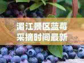 湄江景区蓝莓采摘时间最新:湄江风景