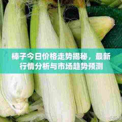 棒子今日价格走势揭秘,最新行情分析与市场趋势预测