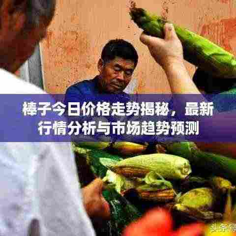 棒子今日价格走势揭秘,最新行情分析与市场趋势预测