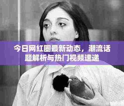 今日网红圈最新动态,潮流话题解析与热门视频速递
