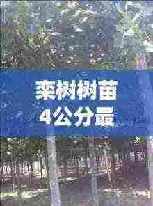 栾树树苗4公分最新视频:栾树6-7公分的什么价格