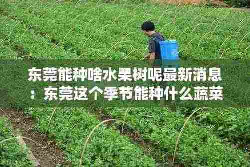 东莞能种啥水果树呢最新消息:东莞这个季节能种什么蔬菜