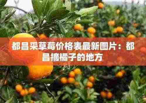 都昌采草莓价格表最新图片：都昌摘橘子的地方 