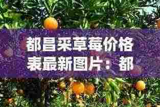 都昌采草莓价格表最新图片:都昌摘橘子的地方