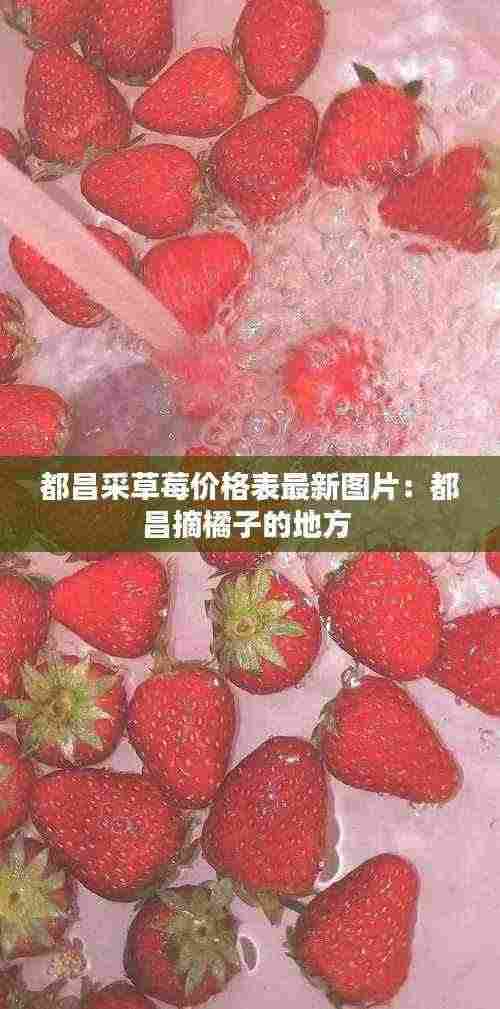 都昌采草莓价格表最新图片:都昌摘橘子的地方