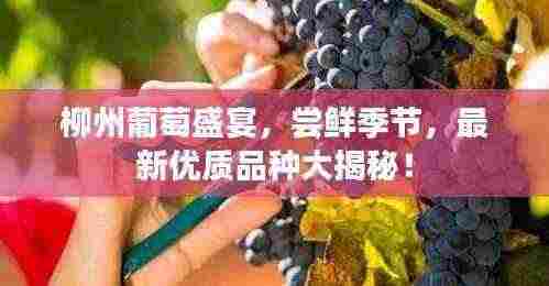 柳州葡萄盛宴,尝鲜季节,最新优质品种大揭秘!