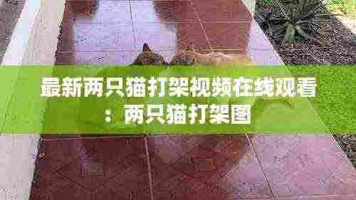 最新两只猫打架视频在线观看:两只猫打架图