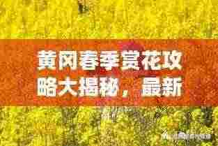黄冈春季赏花攻略大揭秘，最新赏花路线一网打尽！
