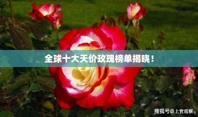 全球十大天价玫瑰榜单揭晓!