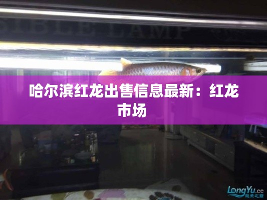 哈尔滨红龙出售信息最新:红龙市场