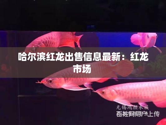 哈尔滨红龙出售信息最新:红龙市场