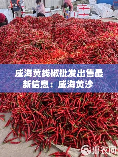 威海黄线椒批发出售最新信息:威海黄沙