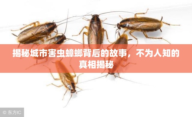 揭秘城市害虫蟑螂背后的故事,不为人知的真相揭秘