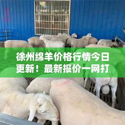 徐州绵羊价格行情今日更新!最新报价一网打尽