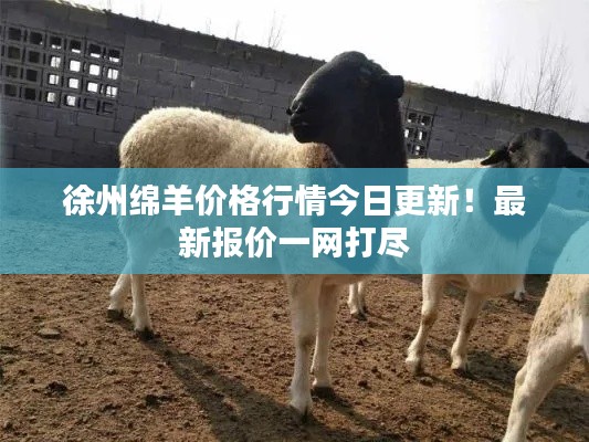 徐州绵羊价格行情今日更新!最新报价一网打尽