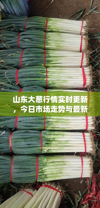 山东大葱行情实时更新,今日市场走势与最新报价