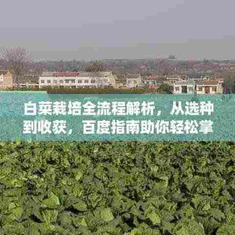 白菜栽培全流程解析，从选种到收获，百度指南助你轻松掌握！