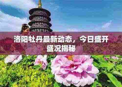 洛阳牡丹最新动态，今日盛开盛况揭秘