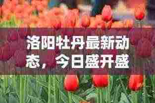 洛阳牡丹最新动态,今日盛开盛况揭秘
