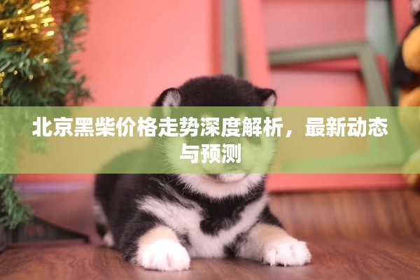 北京黑柴价格走势深度解析,最新动态与预测