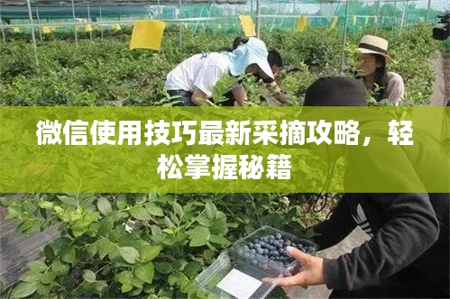 微信使用技巧最新采摘攻略,轻松掌握秘籍