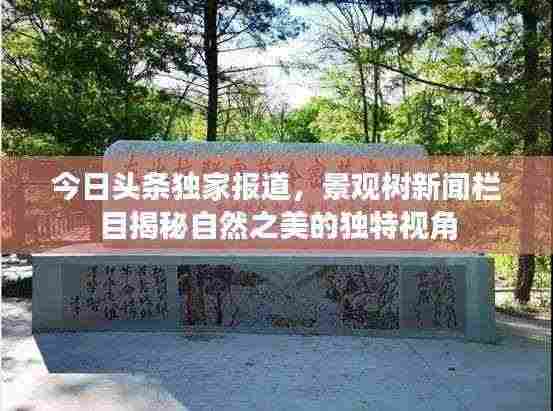 今日头条独家报道，景观树新闻栏目揭秘自然之美的独特视角