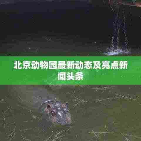 北京动物园最新动态及亮点新闻头条