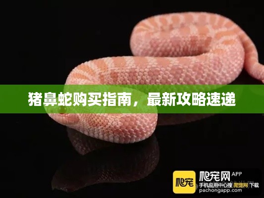 猪鼻蛇购买指南,最新攻略速递