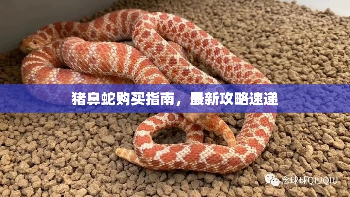 猪鼻蛇购买指南,最新攻略速递
