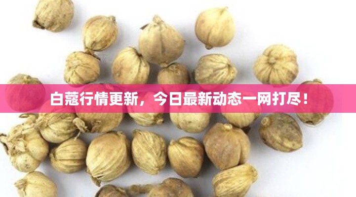 白蔻行情更新，今日最新动态一网打尽！