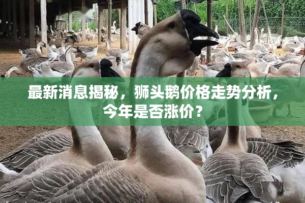 最新消息揭秘,狮头鹅价格走势分析,今年是否涨价?
