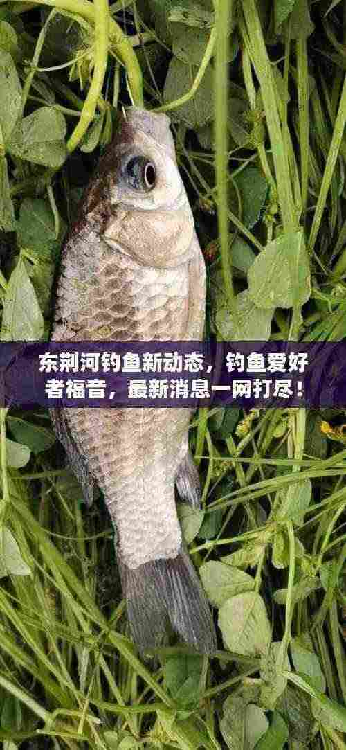 东荆河钓鱼新动态,钓鱼爱好者福音,最新消息一网打尽!